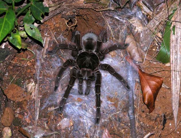 Theraphosa blondi (Latreille, 1804), female (common color form), French Guiana