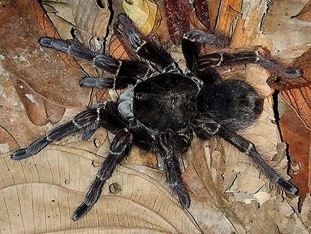 Theraphosa blondi (Latreille 1804), female (dark morph), French Guiana