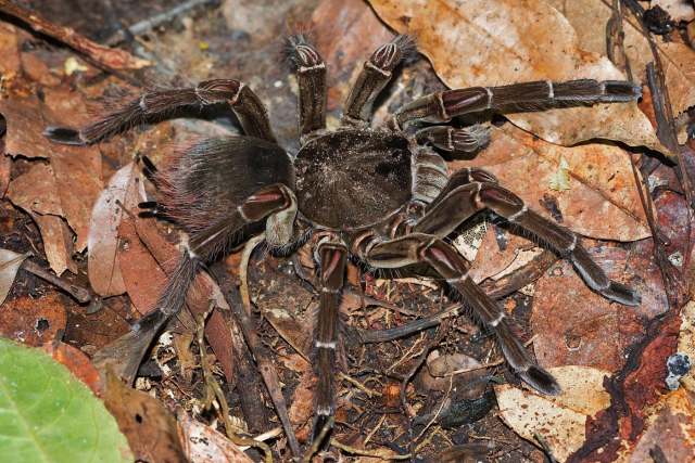 Theraphosa stirmi Rudloff & Weinmann 2010, female, Guyana. (Photo - S. Speich)