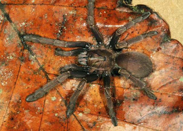Thrigmopoeus cf insignis Pocock, 1899, female (large species), Western Ghats, India. (Photo - P. Freed)