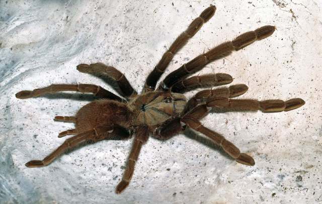 Thrigmopoeus truculentus Pocock, 1899, female (smaller species), Goa, India