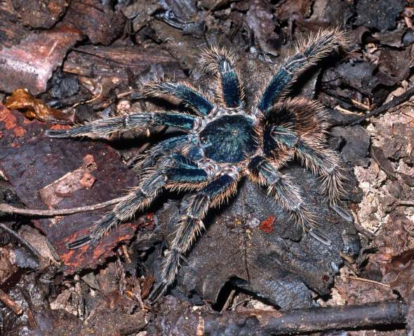 Thrixopelma cyaneolum Schmidt, Friebolin & Friebolin, 2005, male, Peru