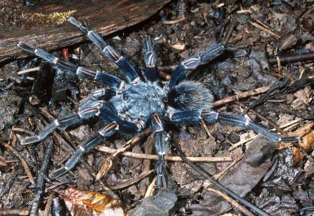 Thrixopelma lagunas Schmidt & Rudloff 2010, male, Peru