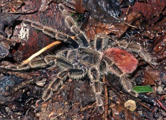Thrixopelma ockerti Schmidt, 1994, female, Loreto, Peru