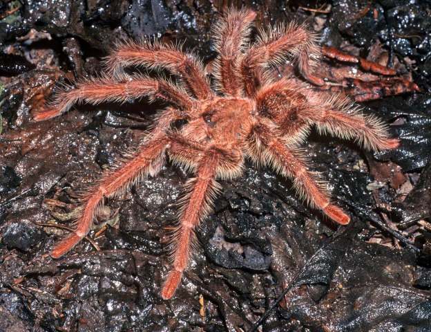 Thrixopelma ockerti Schmidt, 1994, male, Loreto, Peru