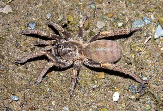 Trichopelma huffi Mori & Bertani, 2020, female, La Romana Province, Dominican Republic