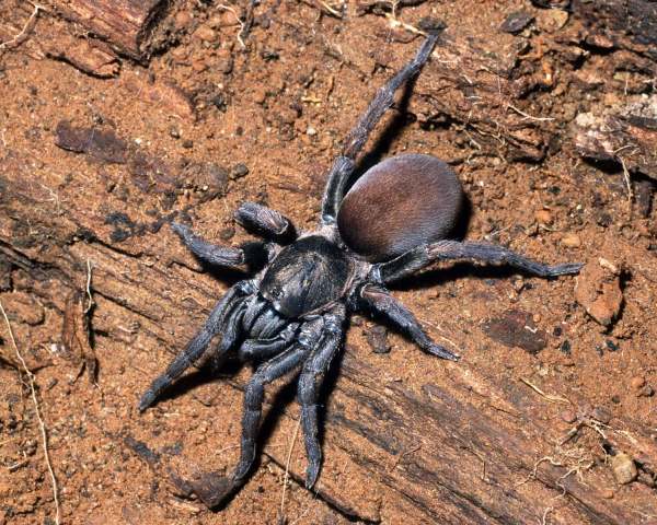 Trichopelma insulanum (Petrunkevitch, 1926), female. St. Thomas Island, Caribbean