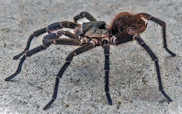 Umbyquyra acuminatum (Schmidt & Tesmoingt, 2005), male, Bolivia. (Photo - T. Kroes)