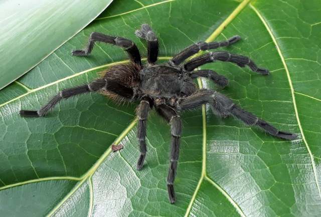 Vitalius dubius (Mello-Leit∆o, 1923), male, S∆o Paulo State, Brazil. (Photo - V. Ghirotto)