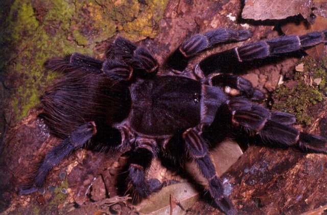 Vitalius longisternalis Bertani 2001, female, Brazil. (Photo - R. Bertani)