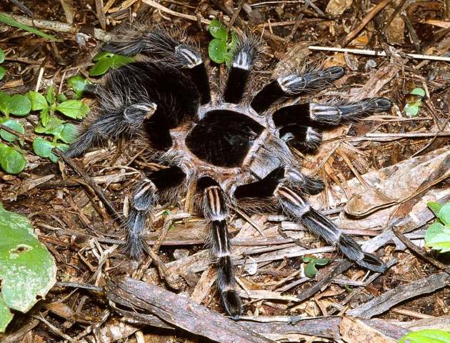 Vitalius sorocabae (Mello-Leitao 1923), female, Brazil. (Photo - I. Sazima)