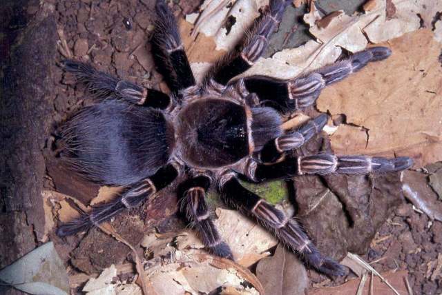 Vitalius vellutinus (Mello-Leitao 1923), female, Brazil. (Photo - R. Bertani)
