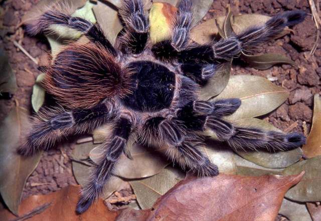 Vitalius wacketi (Mello-Leitao 1923), female, Brazil. (Photo - R. Bertani)