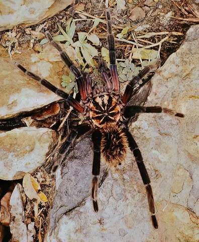 Xenesthis cf immanis (Ausserer, 1875), ne. Colombia & nw. Venezuela