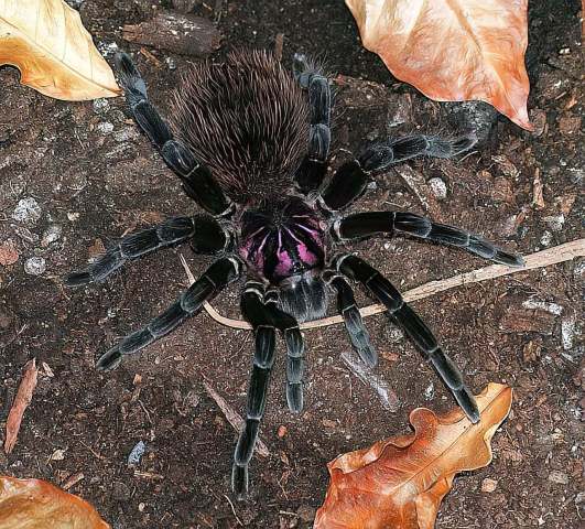 Xenesthis cf intermedia Schiapelli & Gerschman, 1945, female, nw. Venezuela. (Photo - E. Goyer)