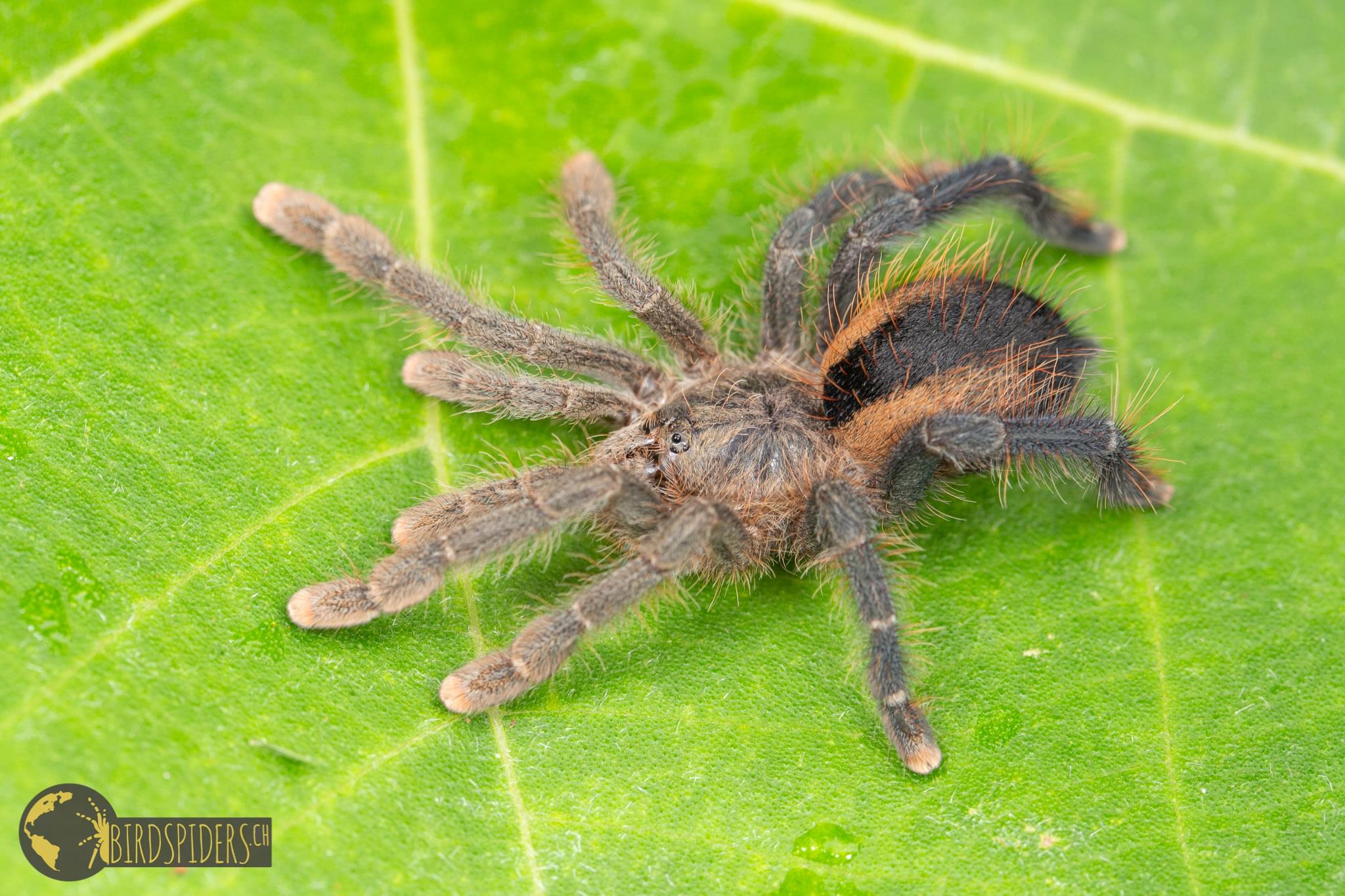 mexican pink toe tarantula