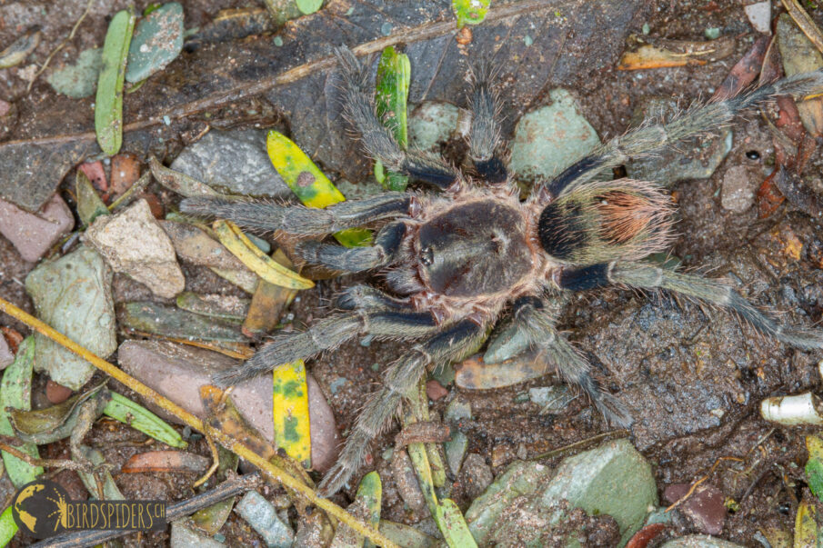 Hapalotremus martinorum - juvenile tarantula specimen with greenish hue