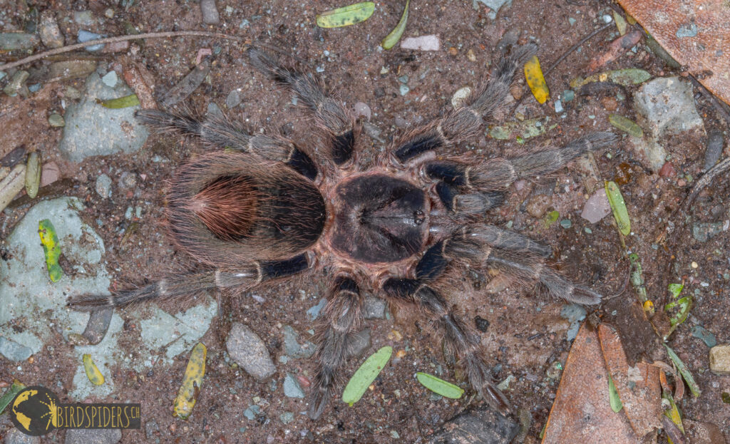 Hapalotremus martinorum - adult tarantula specimen with greenish hue