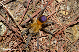 Pseudhapalopus sp. Yellow Blue from Colombia