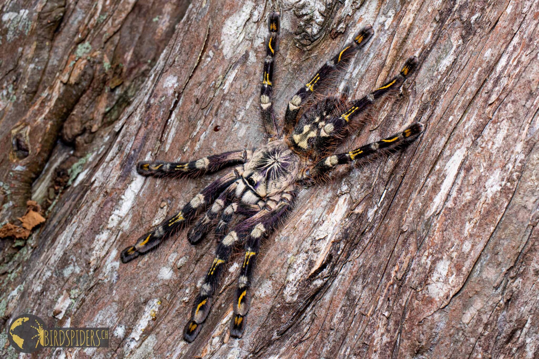 Theraphosidae - An Overview On Tarantula Spiders - BirdspidersCH