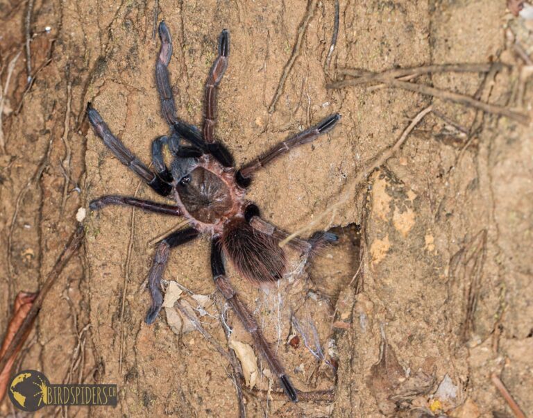 Sericopelma in Panama Giant Tarantulas birdspidersCH