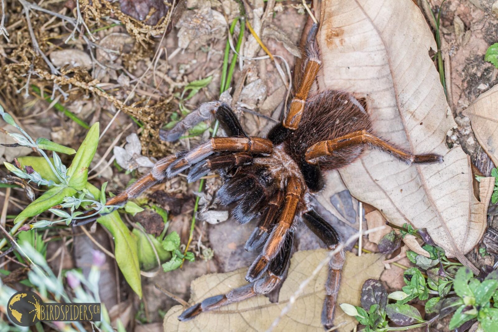 Sericopelma in Panama Giant Tarantulas birdspidersCH