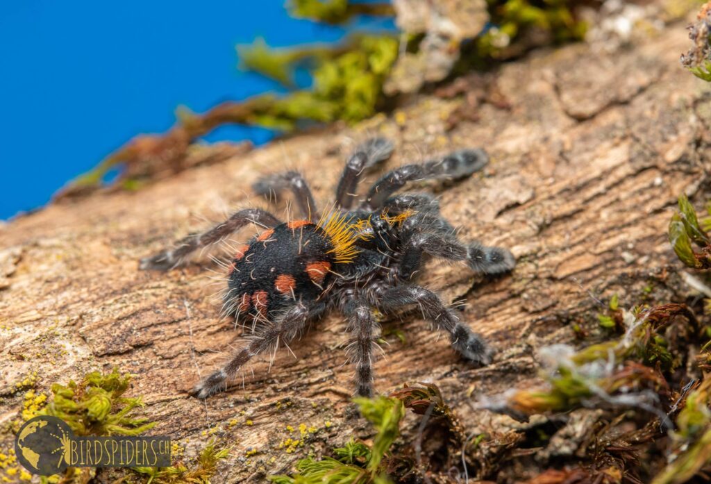 Typhochlaena costae - Pink Punk Tarantula