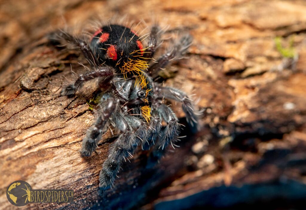 Typhochlaena costae - Pink Punk Tarantula