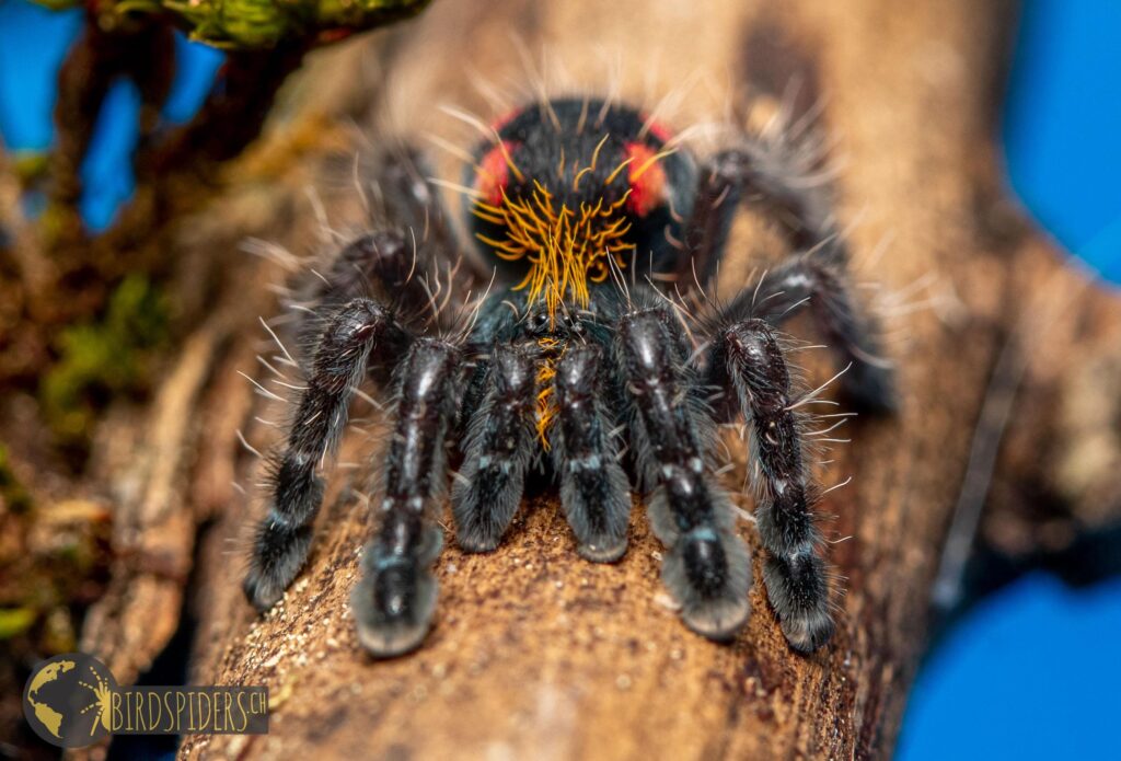 Typhochlaena costae - Pink Punk Tarantula