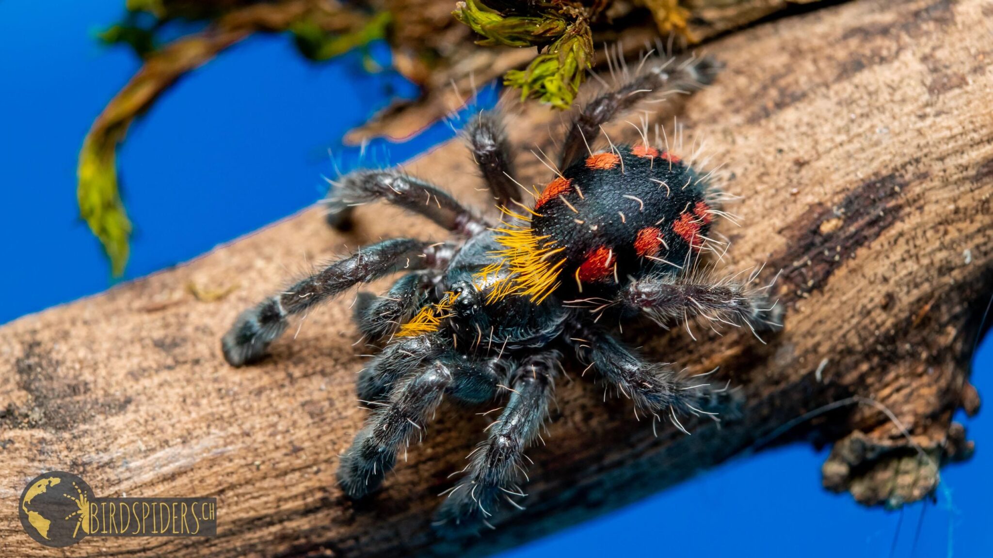 Typhochlaena costae Pink Punk Jewel Tarantula birdspidersCH