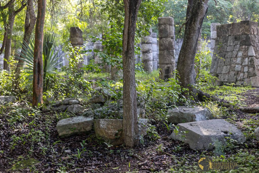 Habitat of Tliltocatl epicureanus - Mexico