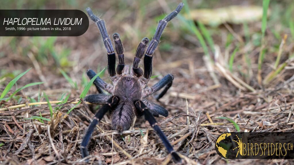 Cobalt Blue Tarantula - Cyriopagopus or Haplopelma lividum