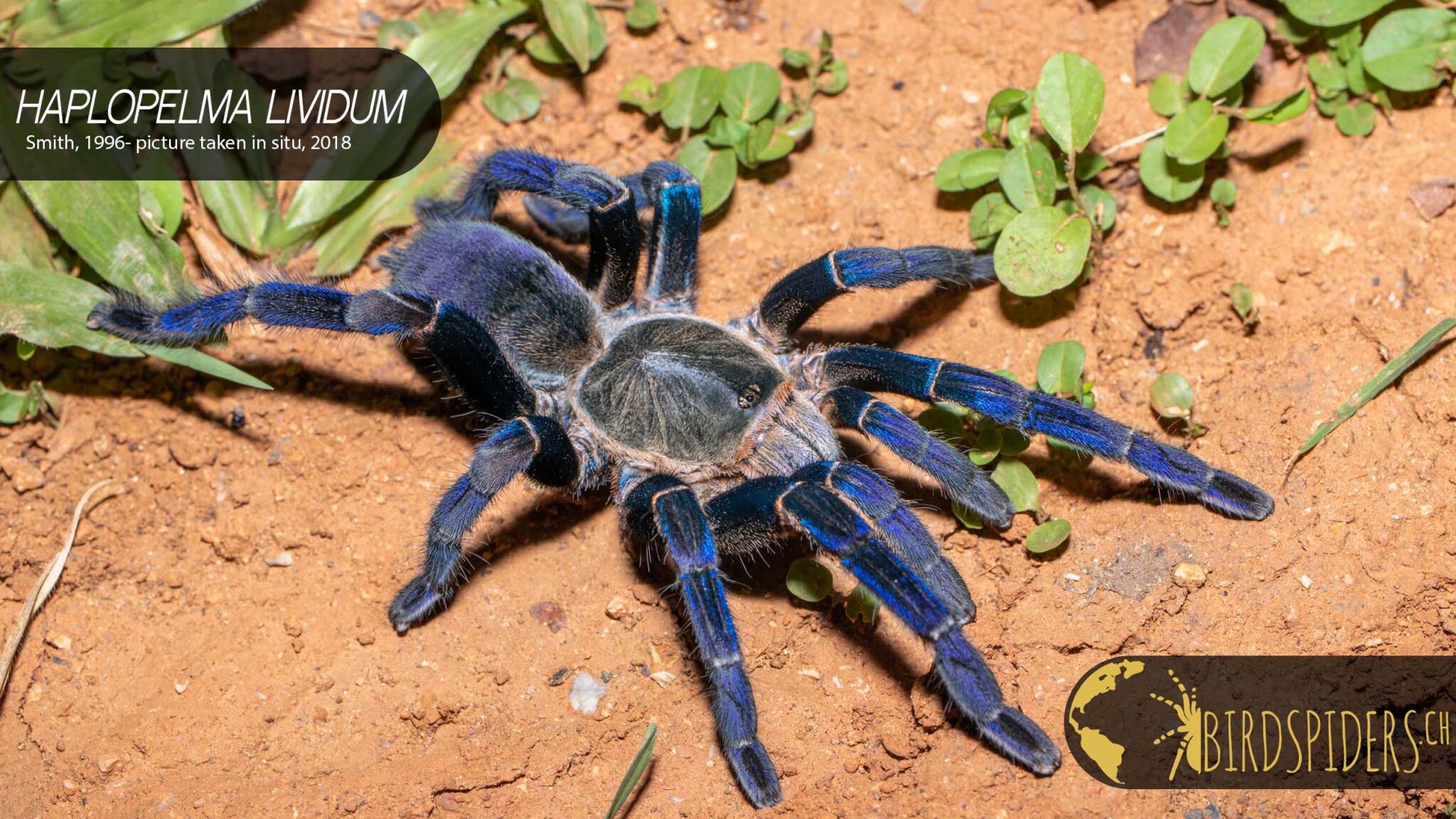 Cobalt Blue Tarantula Cyriopagopus Or Haplopelma Lividum 5720