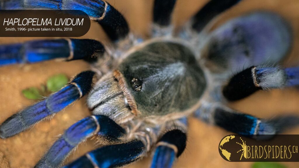 cobalt tarantulas