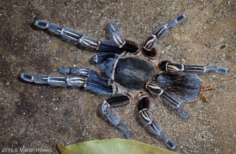 Aphonopelma seemanni from Nicaragua