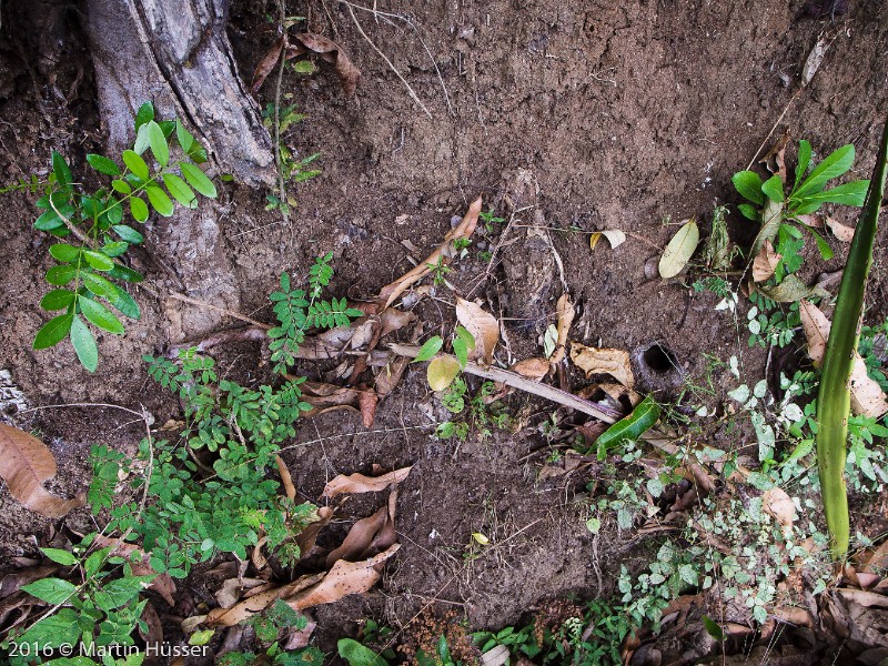 Burrow of Aphonopelma seemanni