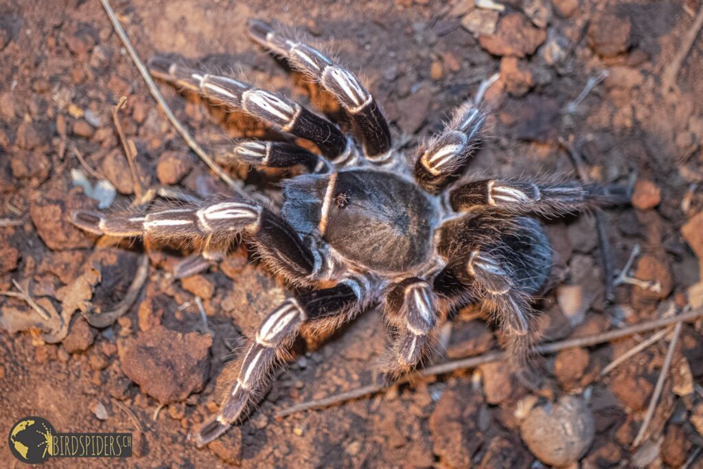 Aphonopelma seemanni from Costa Rica