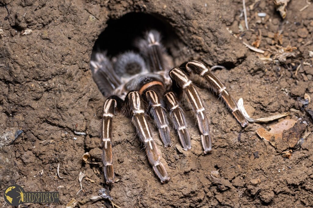 Aphonopelma seemanni in burrow, Costa Rica
