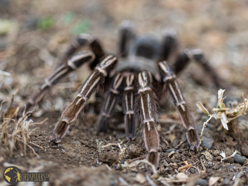 white / zebra stripes of Aphonopelma seemani