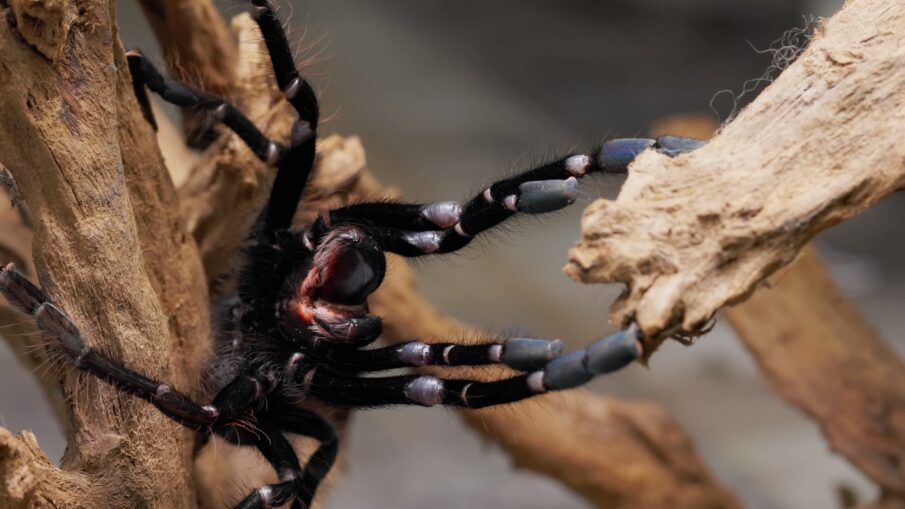 Omothymus schioedtei, the Malaysian earth tiger, an adult female on driftwood in a defensive posture with red chelicerae showing, captive