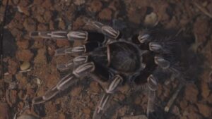An adult Aphonopelma seemanni seen from above on bare reddish soil, with pale stripes on its legs