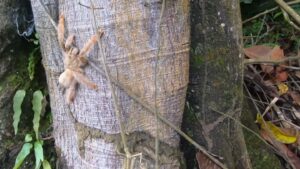 An adult Psalmopoeus emeraldus climbing a pale tree trunk in Colombia, with silk strands and a patch of mud on the bark