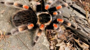 Top view of a Brachypelma smithi on grey rock beside a rotting log, black carapace with a pale rim, orange leg segments and a striped abdomen