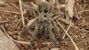 A young horned baboon tarantula (Ceratogyrus) standing on dry ground among straw and dead leaves in Namibia