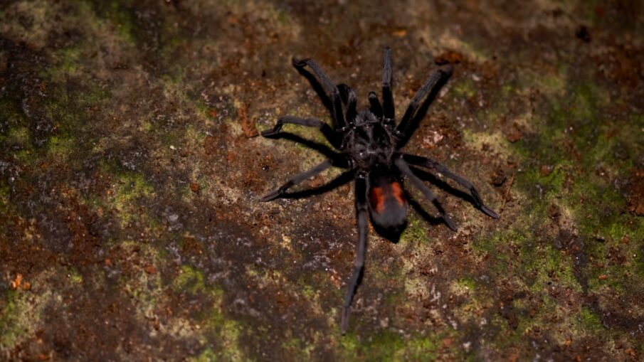 Hemirrhagus ocellatus, a black tarantula with an orange patch on the abdomen, on wet rock in a Mexican cave