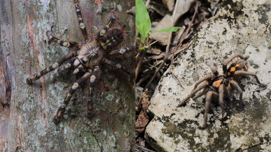 Poecilotheria subfusca on tree bark in Sri Lanka (left) and a Hapalopus tarantula on a rock in Colombia (right)