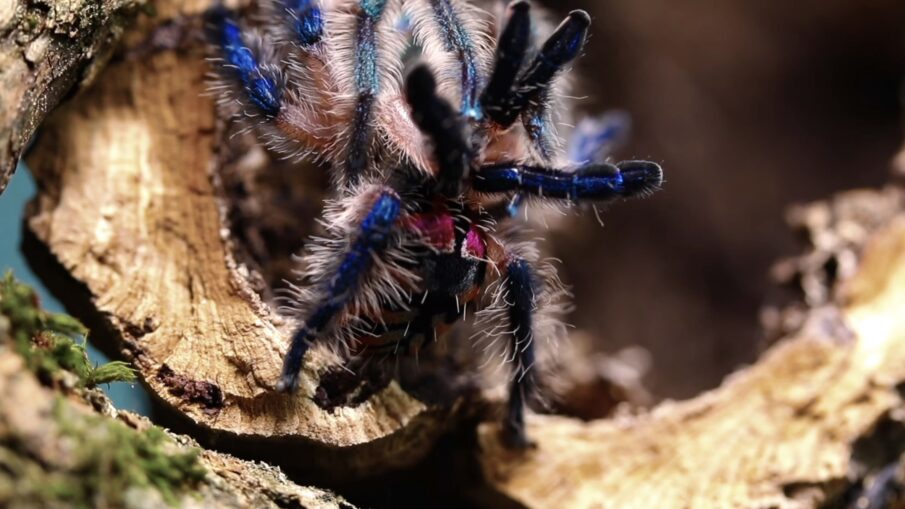 An adult male Typhochlaena seladonia with blue legs, pink hairs and raised black palps at the opening of a cork hollow