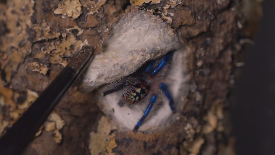 White silk-lined lid lifted on a piece of cork bark, with a female Typhochlaena seladonia with blue legs and a black, orange and white abdomen inside
